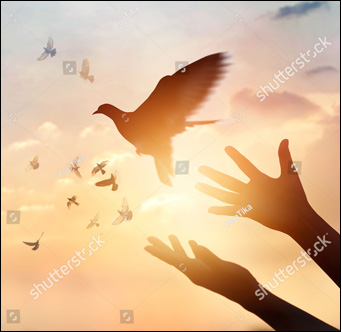 Hands releasing bird with the sun in the background. Are you looking for freedom through counseling services for anxiety, depression, trauma, or your marriage? Psychotherapy may be just what you need. Call now and see how we can support you in Castle Rock, CO.