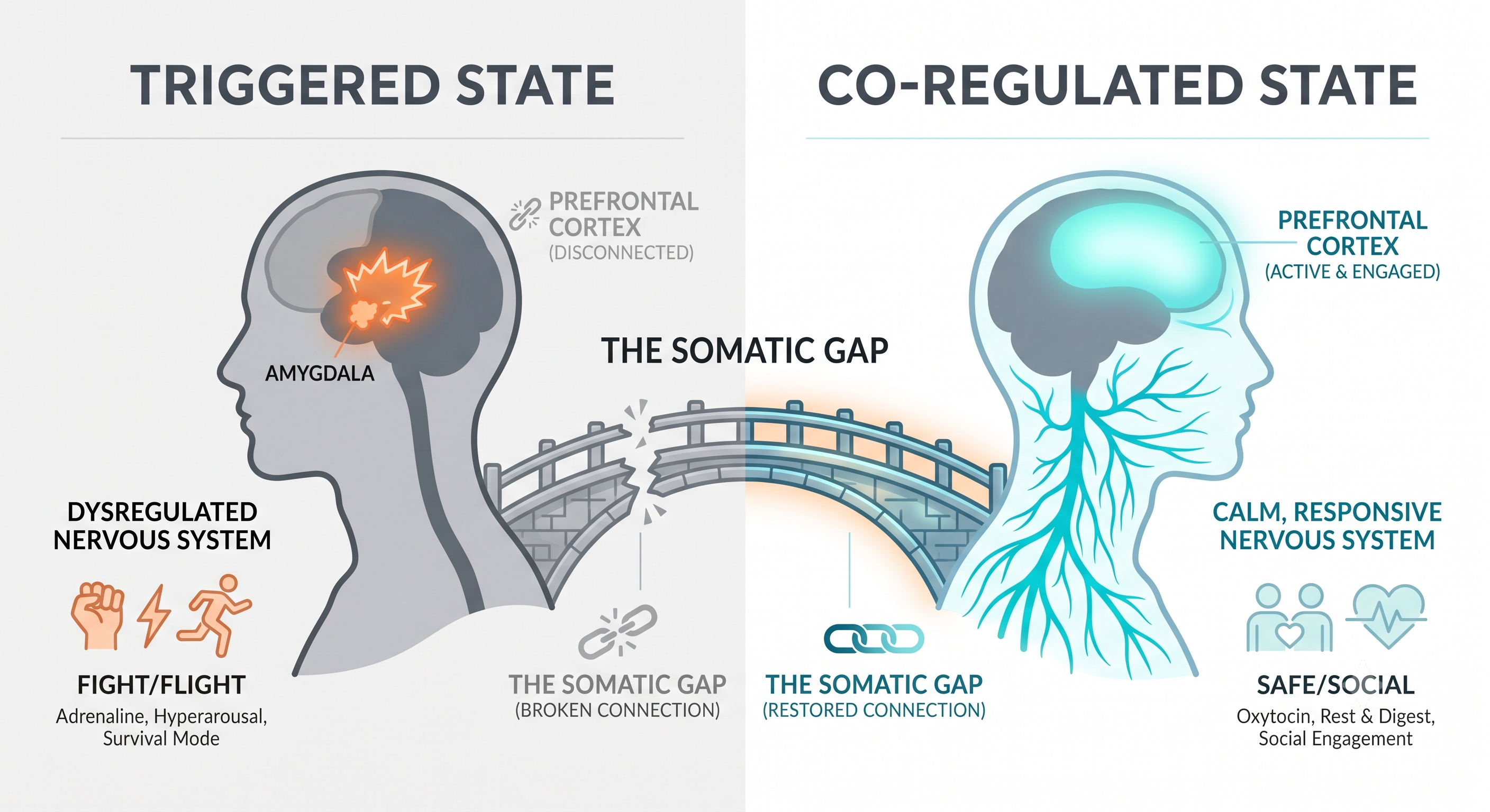 A diagram explaining the Somatic Gap, showing how a triggered nervous system disables the logical brain (prefrontal cortex) and prevents effective communication.